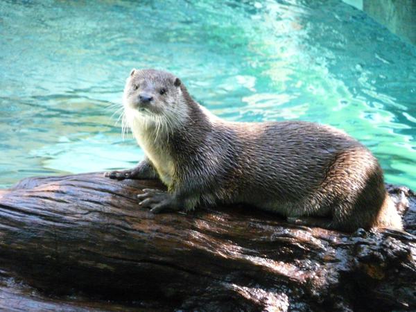 monde_biodi's tweet photo. #DansMaVieJaimerais que les animaux ne soient plus entrain de disparaître à cause de l'Homme http://t.co/MHB9EZkKy0