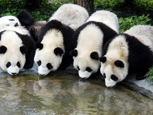 monde_biodi's tweet photo. #DansMaVieJaimerais que les animaux ne soient plus entrain de disparaître à cause de l'Homme http://t.co/MHB9EZkKy0