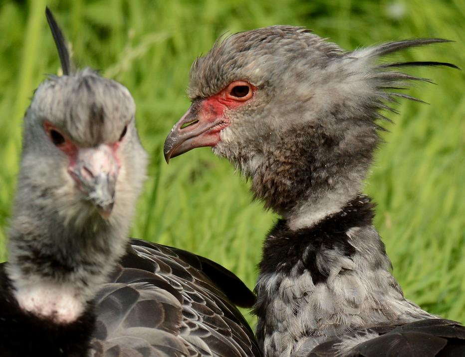 GordonSMarino's tweet image. #SouthernScreamer at #Martinmere with #NikonD7100 and #Nikor80400AFEDVR