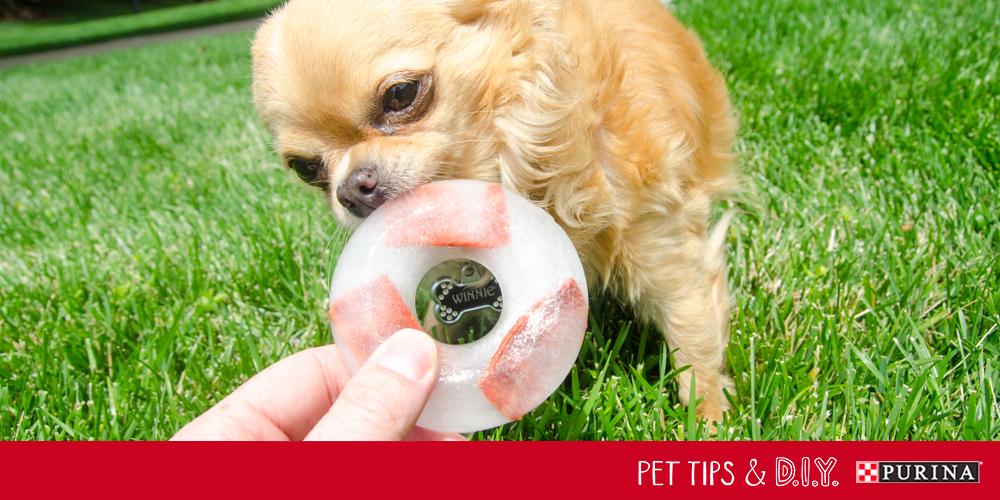TrixieMattix's tweet photo. “@Purina: Treat your dog to this cool #DIY @Beggin pupsicle! #PetLifeHack http://t.co/fKBUjWoBC1” @SpencerMattix yes please ❤️