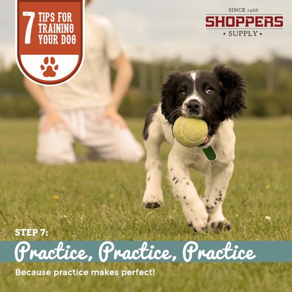 ShoppersSupply's tweet photo. Last but not least, the final important tip for successfully training your dog is that practice makes perfect! http://t.co/2n0uqQumvo