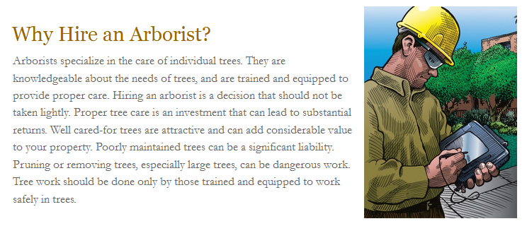 4SeasonsTree925's tweet image. #SanRamonTreeServices #TreeThinning #SanRamonTreeRemoval