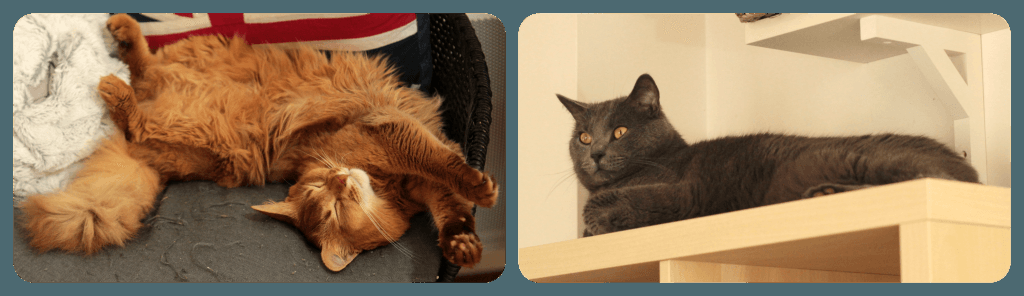 OMD3 Nail Art Challenge – Cats #OMD3nails brijitsdigits.net/2015/07/16/omd…