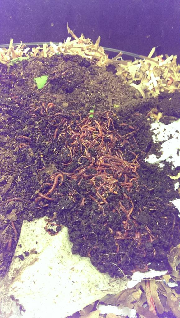 DeltaGreatLakes's tweet photo. Welcome home, guys! #transformwaste #officecomposting http://t.co/mOQVIIgYKn