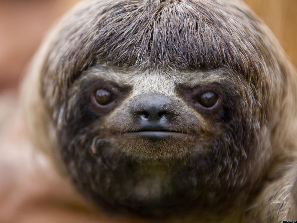 ananimalasu tweet picture