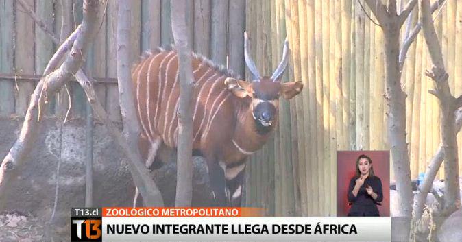 “<a href="/T13/">T13</a>: EN VIVO | La especie conocida como "Bongo" llega al Zoológico Metropolitano » bit.ly/1Rm7g34 ”
