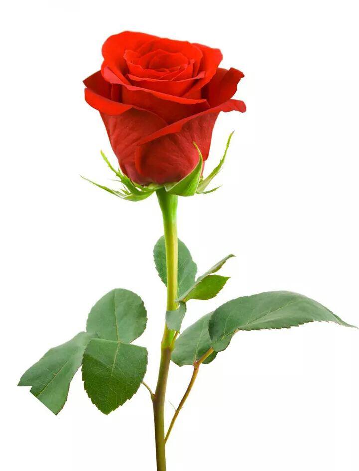 JonySaiful's tweet photo. EID MUBARAK 💐🌙 http://t.co/QRYqid0P3D