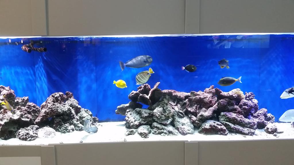 bavery83's tweet photo. #myUSFSPtop10 The Reef Fish Tank is quite relaxing on stressful days #usfsp #fishies #RIPpuffy http://t.co/LCH21nUtPt