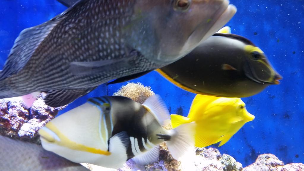 bavery83's tweet photo. #myUSFSPtop10 The Reef Fish Tank is quite relaxing on stressful days #usfsp #fishies #RIPpuffy http://t.co/LCH21nUtPt