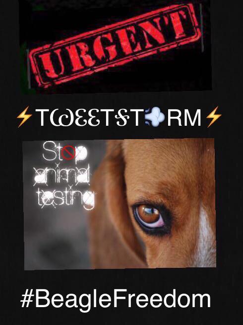 🎸 ZEᒪᐯIᔕ 🎸 tweet media