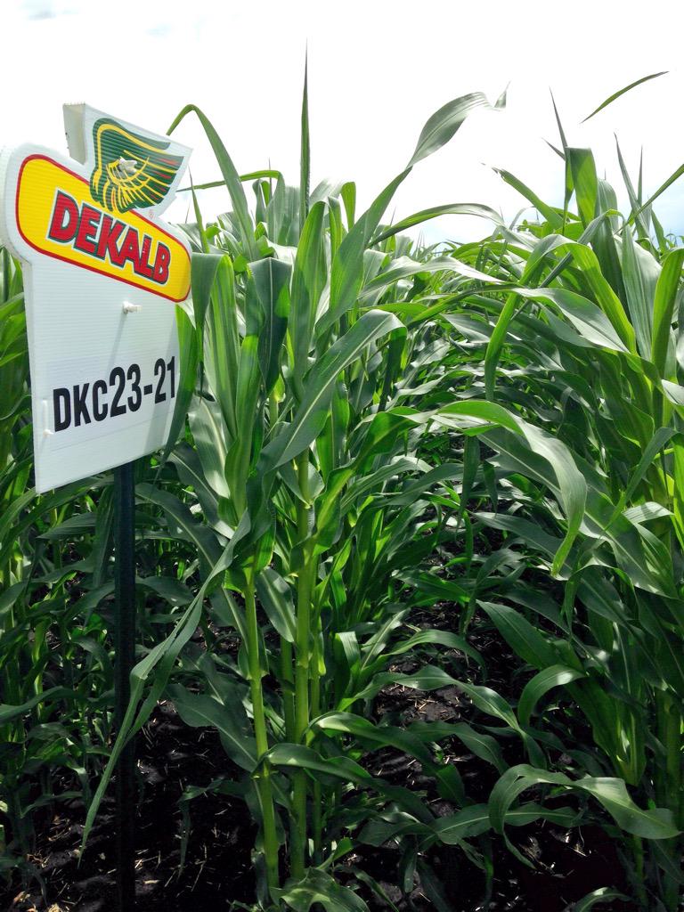 M_NesbittAg's tweet photo. Amazing year for @DEKALB_Canada #earlycorn near Bentley Ab.  Seeded May 9th #23-21 #23-17RIB #feedthosecows #DKday http://t.co/dyhfrWpLjO
