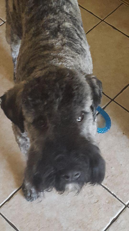 HelpFindWinston's tweet image. @thelisamaxwell Please Help Find Winston- 9 m/o Pup! #Chobham #Surrey #HelpFindWinston #RetweetandFollowPlease