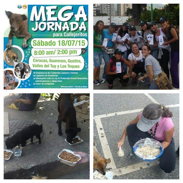 Perrito Callejero tweet media