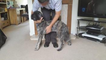 HelpFindWinston's tweet image. @AleshaOfficial Please Help Bring Winston Home- Only 9 m/o! #Chobham #Surrey #HelpFindWinston #FollowandRetweetPlease