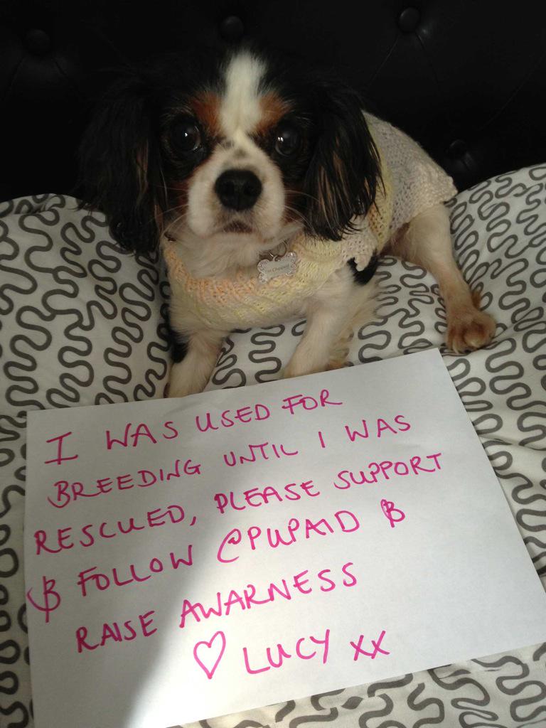 We are big supporters of <a href="/pupaid/">Pup Aid 2025</a> here I am when I was first adopted over 2 years ago 😊 hope to see you in September 🐶