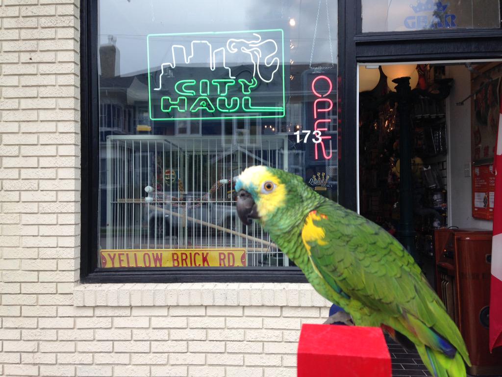 NedParrot's tweet photo. What a beautiful day in Winnipeg. Just chatting with my neighbours Sam Sparrow and Rodney Robin.  #birdgame http://t.co/nE357dCcyQ