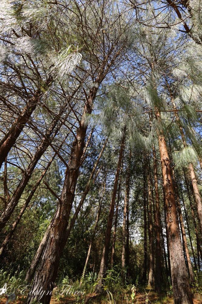 HotelAvandaro (@hotelavandaro) on Twitter photo Bosque vallesano #ValleDeBravo #soyavandaro <a href="/EdomexTurismo/">Turismo Estado de MĂ©xico</a> <a href="/bettynabenitez/">Bettyna BenĂtez</a> @ElCastorOficial <a href="/el_souvenir/">El Souvenir</a> <a href="/laherlobo/">Lidia Nava</a> Bosque vallesano #ValleDeBravo #soyavandaro <a href="/EdomexTurismo/">Turismo Estado de MĂ©xico</a> <a href="/bettynabenitez/">Bettyna BenĂtez</a> @ElCastorOficial <a href="/el_souvenir/">El Souvenir</a> <a href="/laherlobo/">Lidia Nava</a>