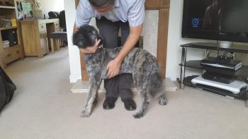 millypod1's tweet image. #Helpfindwinston Bouvier Des Flandres Male 
In Turfhouse Lane #Chobham #Woking #Surrey #GU24 
doglost.co.uk/dog-blog.php?d…