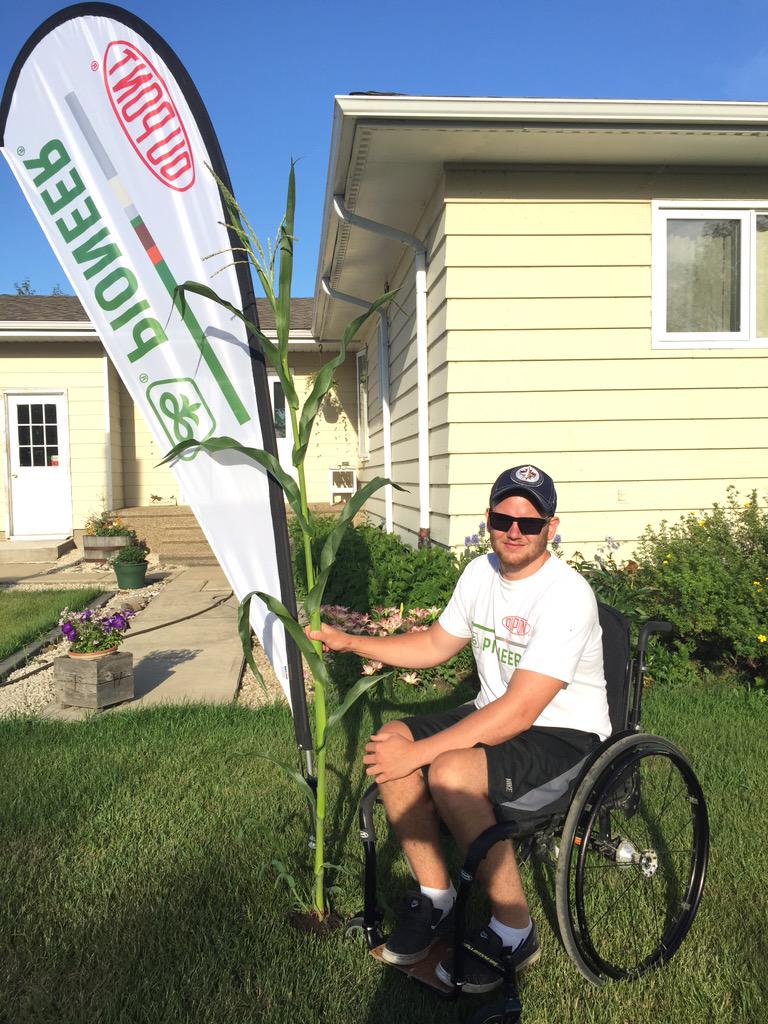 DrewCardy's tweet photo. I'm a tall guy but this is crazy... First to tassel in the CCS Minnedosa Corn Demo site @PioneerWCanada #39F44 #7ft http://t.co/Rpr34Fzbwn