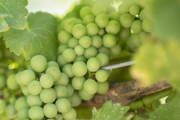 mersennewine's tweet photo. 2015 Chesnut Sauvignon Blanc fruit is looking good! @mersennewine http://t.co/CusEvPeKcf