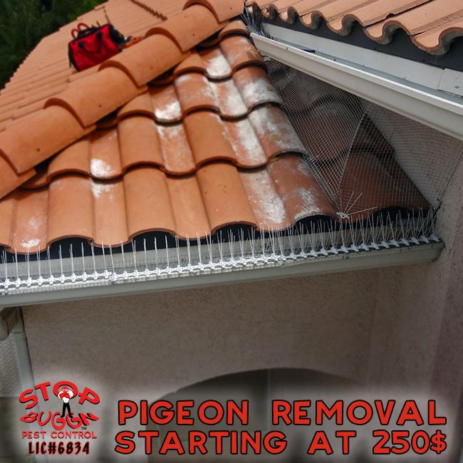 StopBuggn's tweet image. #PigeonRemoval #LasVegas Special starts at 250$ for complete removal of bird nests and feces. stopbuggn.com/news/pigeon-re…