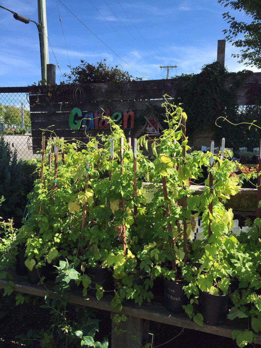 Attention Beer lovers! We have a great selection of #Hops plants. Perfect for a home brew or a fast growing vine!
