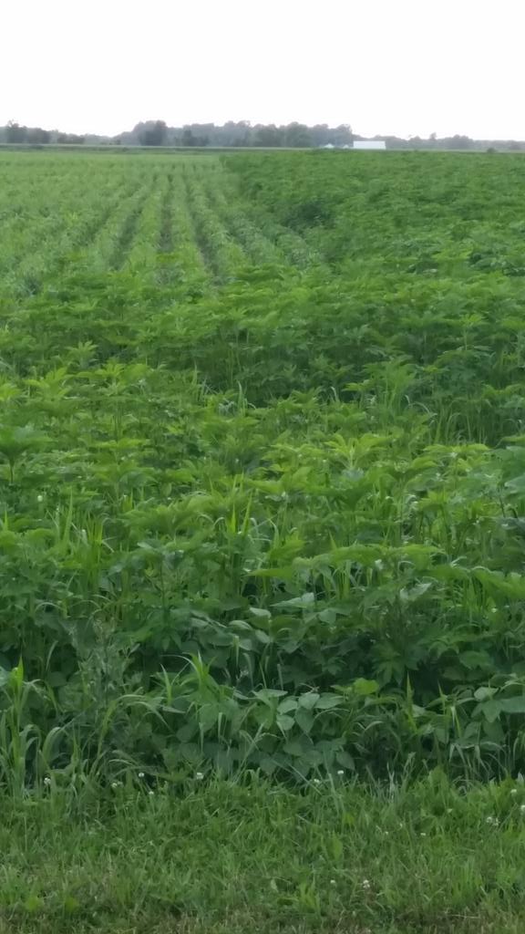 osu1ag's tweet photo. #weedcontrol  take care of your #giants  #noyieldlefthere Happy this isn't MY neighbor! http://t.co/LB5h5LRF9m