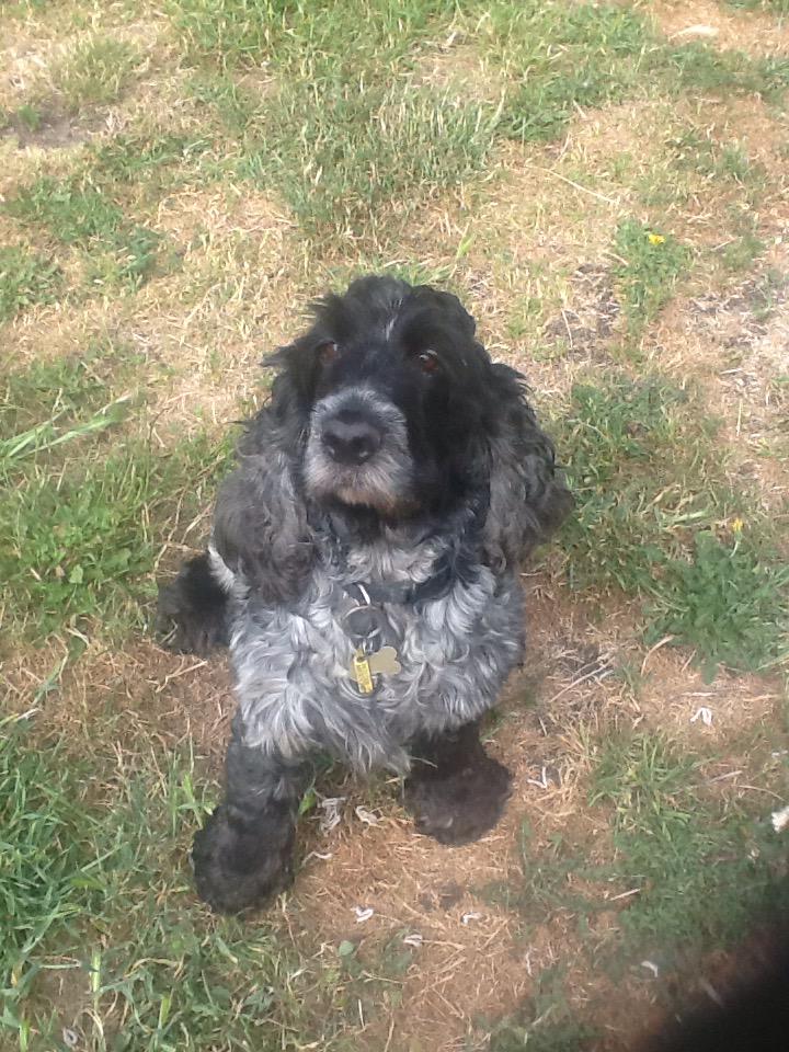 Nicki Platt (@dogtherapist) on Twitter photo 