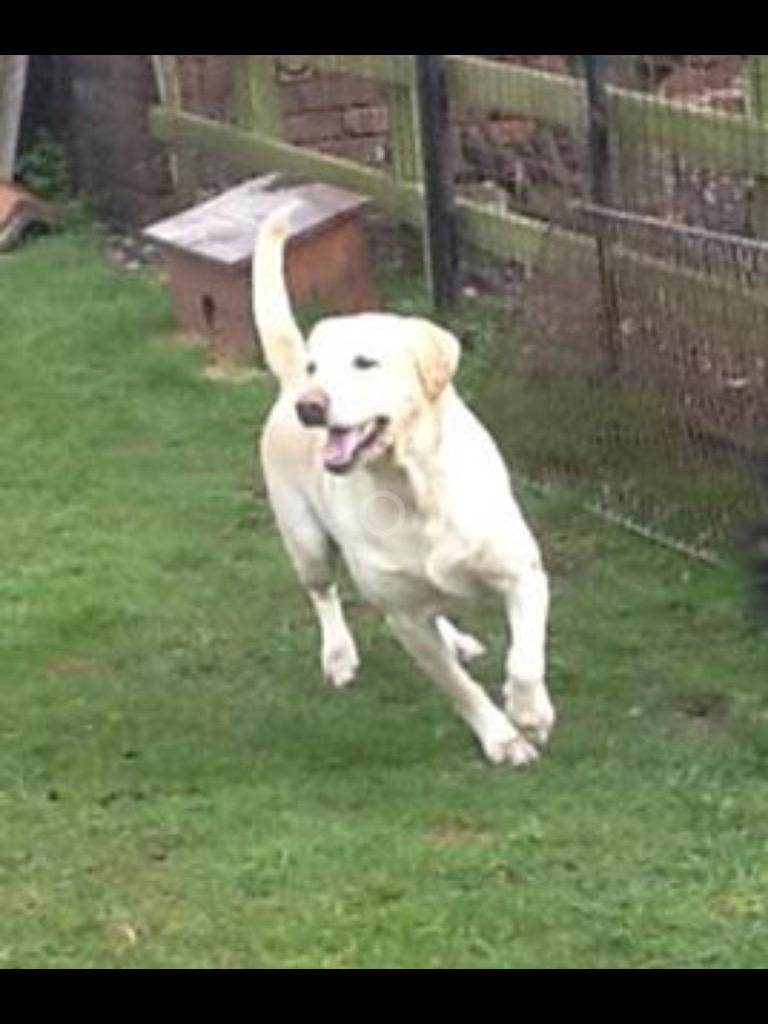 Nicki Platt (@dogtherapist) on Twitter photo 