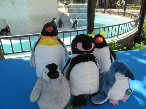 上野動物園 公式 フンボルトペンギン来園１００周年記念 ということで ペンギン のぬいぐるみ５種類も可愛さupして登場です 真ん中にいるのがフンボルトペンギンです １２９６ ペンギン一同 皆様に会えるのを心待ちにしておりま す ペンギン