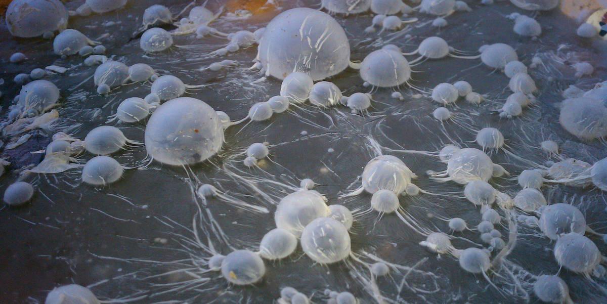 TweetBr3ad's tweet photo. LOOKING AT LIFE THROUGH THE EYES OF A MICROSCOPE #life #microscope #eyes http://t.co/btPTdtOrEP http://t.co/Y6qcqXWrTl
