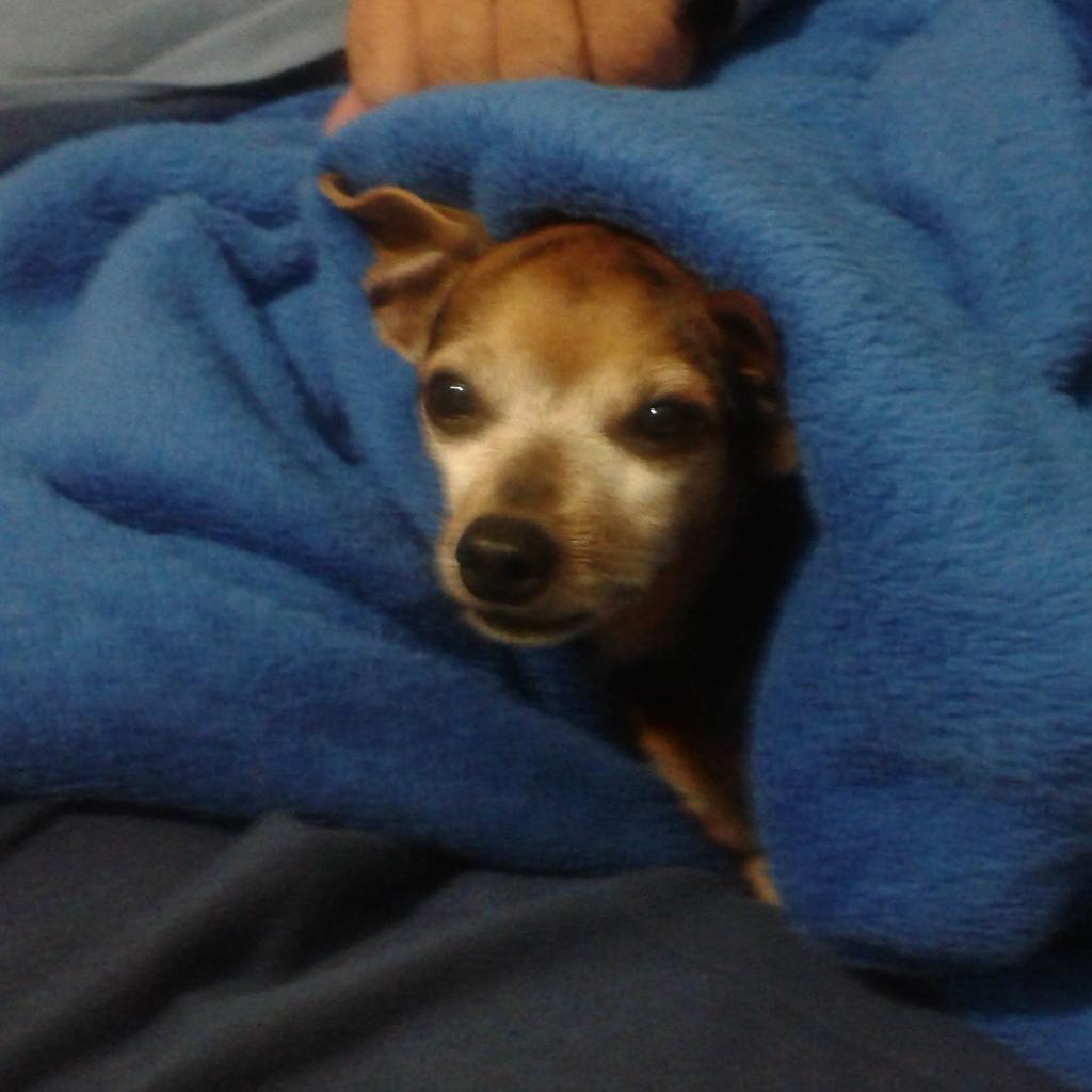 silvitrine's tweet photo. Piter minha paixão!  #pinscher http://t.co/qGVNQMrEgo