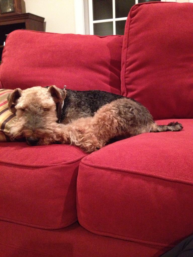 burkship's tweet photo. @nbcwashington #rescuedog http://t.co/Fu9a0VScjD