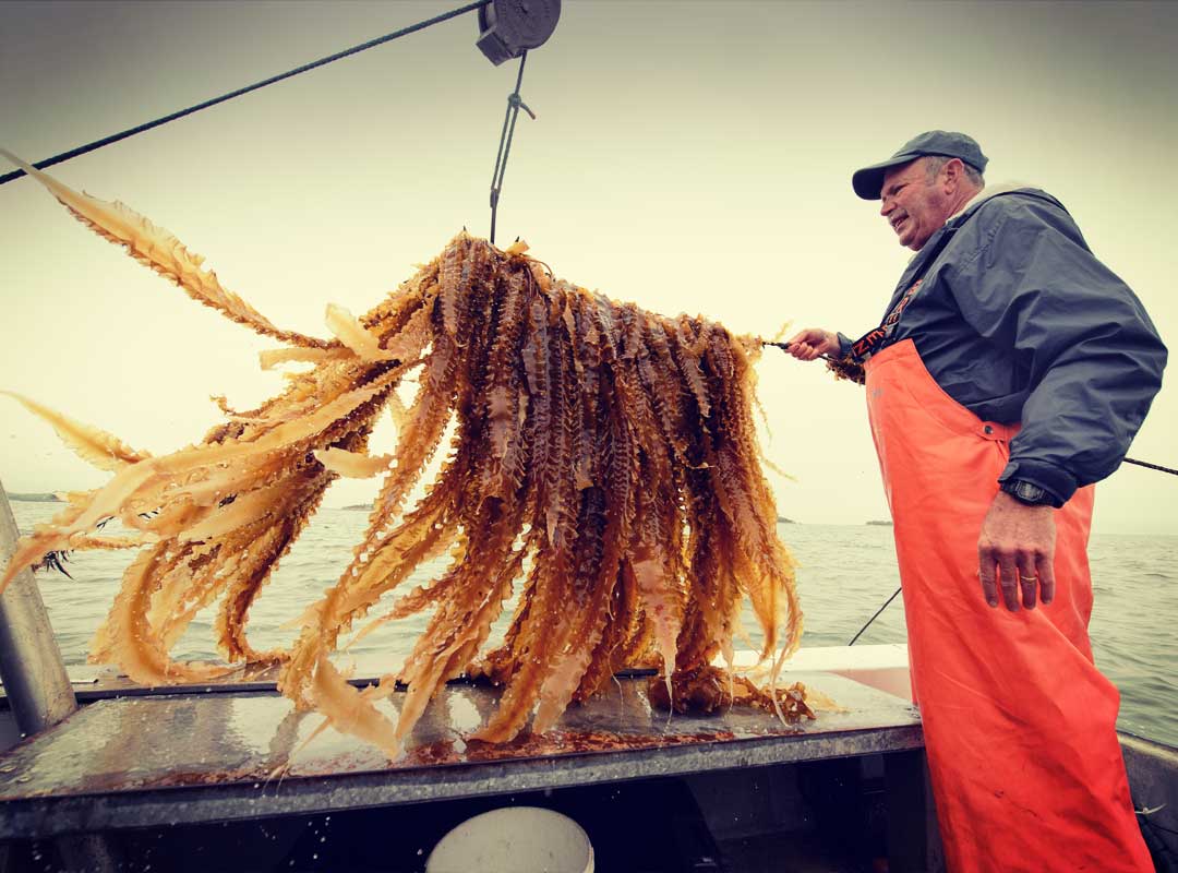 Seaweed can help feed the world's 9 billion population in 2050 #sustainability #FF2050 futurefood2050.com/seaweed-farmin…