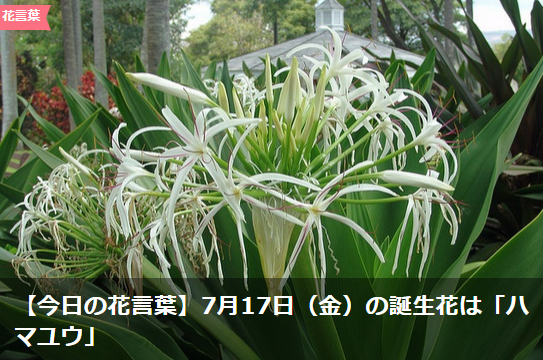 Lovegreen 7月17日がお誕生日の皆様 おめでとうございます 本日の誕生花は ハマユウ です Http T Co H5ddjvu7at ハマユウ Crinum Asiaticum 花言葉 誕生花 7月17日 Flower Http T Co R4qcusmg2n Twitter