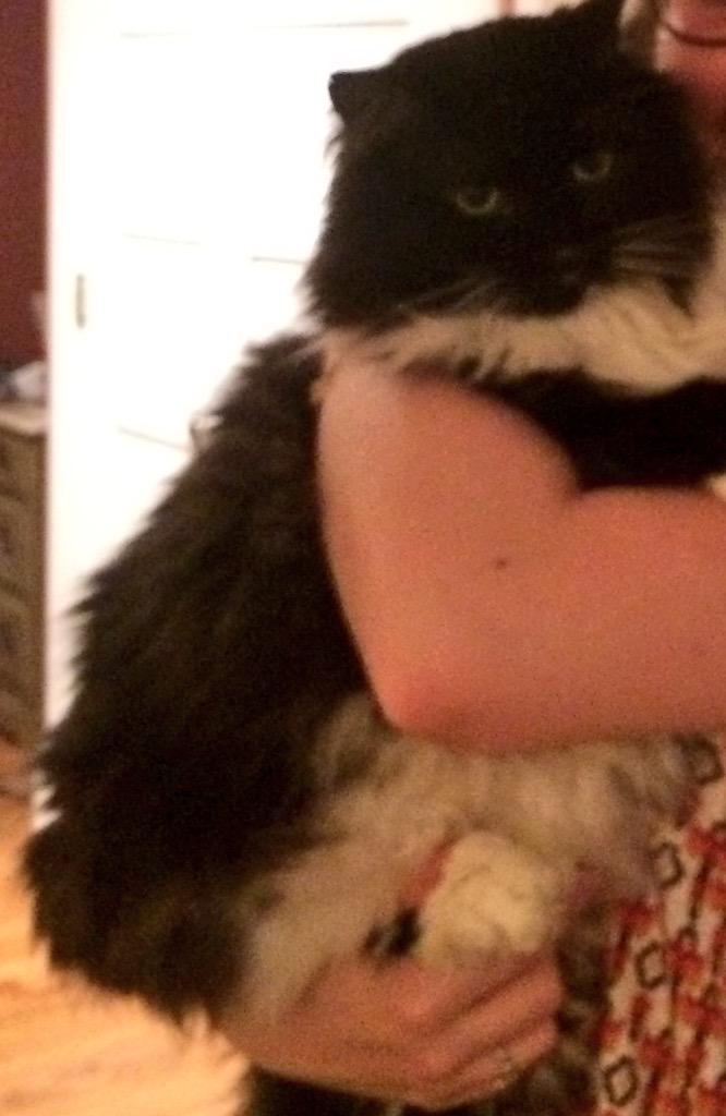 OthersLikeTank's tweet image. Skeeter snd his sister were abandoned in a storm drain! both were adopted and became great cats! #OthersLikeTank