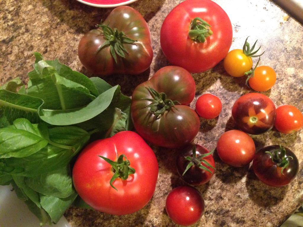 New #Tomatoes from #garden! #GrowFoodWhereYouLive