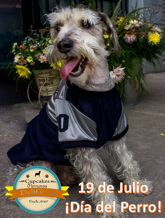 DeliGuau's tweet photo. Este domingo 19 #DíaDelPerro en la #cdmx, premia a tu cachorro con ricos #cupcakesPerrunos cordero, pollo, zanahoria http://t.co/GJPRUjIwrV