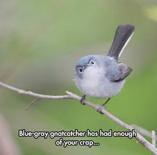 limegem's tweet image. Me when Jasper is talking shit about me...