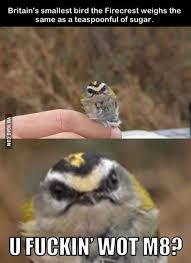 limegem's tweet image. Me when Jasper is talking shit about me...