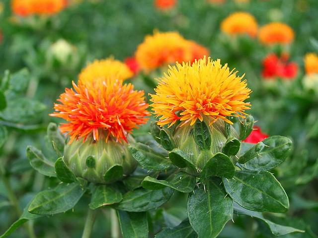 四季の草花bot En Twitter ベニバナ 別名 サフラワー スエツムハナ キク科一年草 花期 5 6月 切り花のほか食用や染料に使われ アザミに似た花は咲き進むと黄色から赤へ変化する 万葉集にも登場する古くからある花 T Co Fisxc4diqe Twitter 四季の草花bot En Twitter ベニバナ 別名 サフラワー スエツムハナ キク科一年草 花期 5 6月 切り花のほか食用や染料に使われ アザミに似た花は咲き進むと黄色から赤へ変化する 万葉集にも登場する古くからある花 T Co Fisxc4diqe Twitter