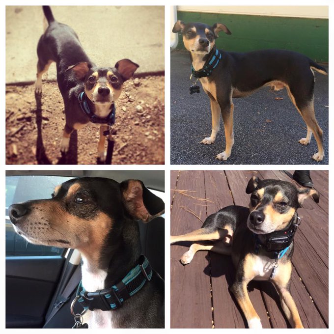 Attention GA!This little dude went missing from my friend @AliciaEDove's yard in Smyrna. PLEASE keep<a href="/tag/fan"class="tags"><span>#fan</span></a>