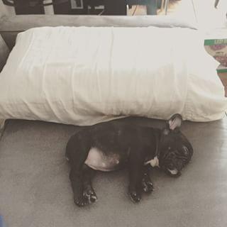 #frenchbulldog #nycpuppy #frenchielove #nycpuppy #ilovemydog #puppy findelight.net/frenbull_detai…