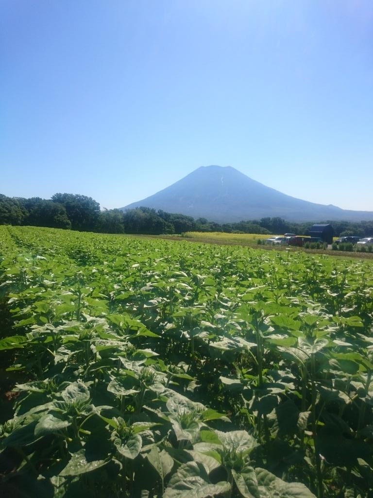 高橋牧場ニセコミルク工房 Pa Twitter 台風が近づいていますが今日のニセコはイイ天気です ひまわりは畑はもう少し まだ蕾です レストラン奥のキカラシの花や カフェ裏のハーブ園のお花もキレイですので散策してみてください 水分補給も忘れずに Http T 高橋牧場ニセコミルク工房 Pa Twitter 台風が近づいていますが今日のニセコはイイ天気です ひまわりは畑はもう少し まだ蕾です レストラン奥のキカラシの花や カフェ裏のハーブ園のお花もキレイですので散策してみてください 水分補給も忘れずに Http T