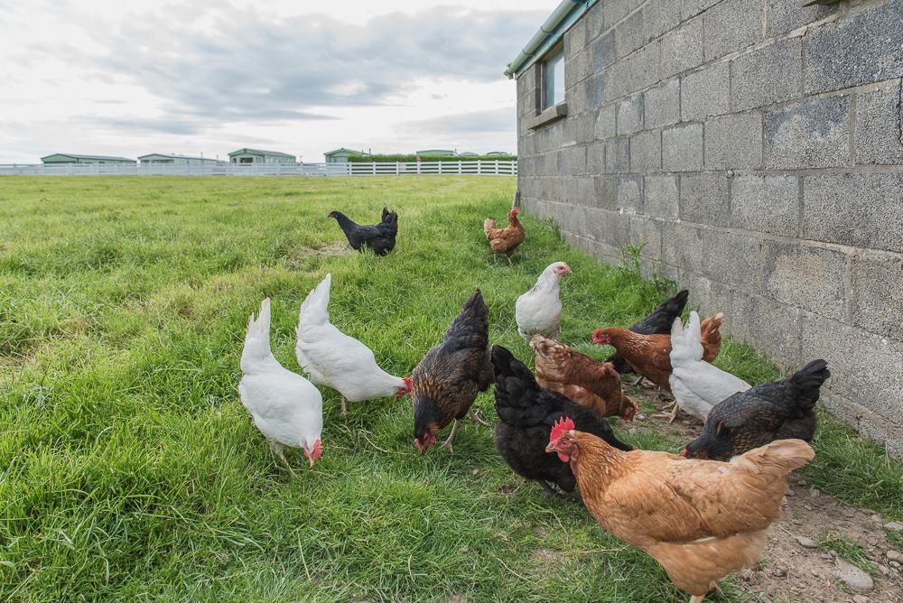 Morfa Farm has a range of new chickens. Lots of fresh, free range eggs available in our store #visitwales #authentic