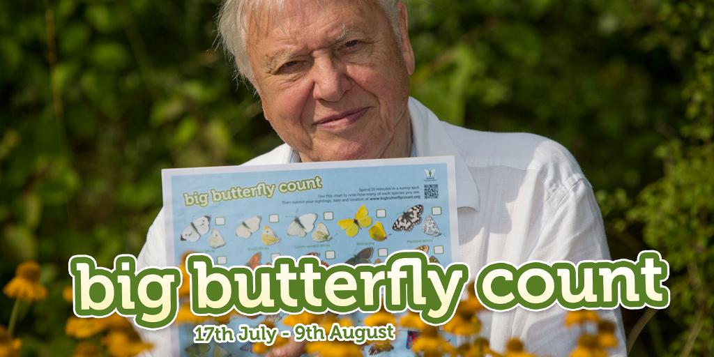 savebutterflies tweet picture