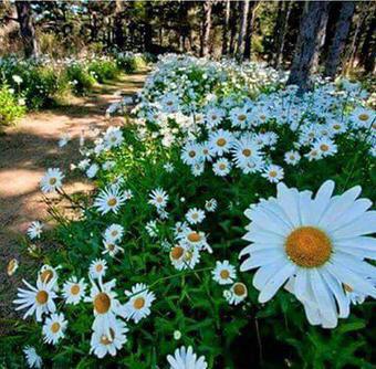 Bayramımız ve Cumamız Hayırlara Vesile Olsun Inşallah.