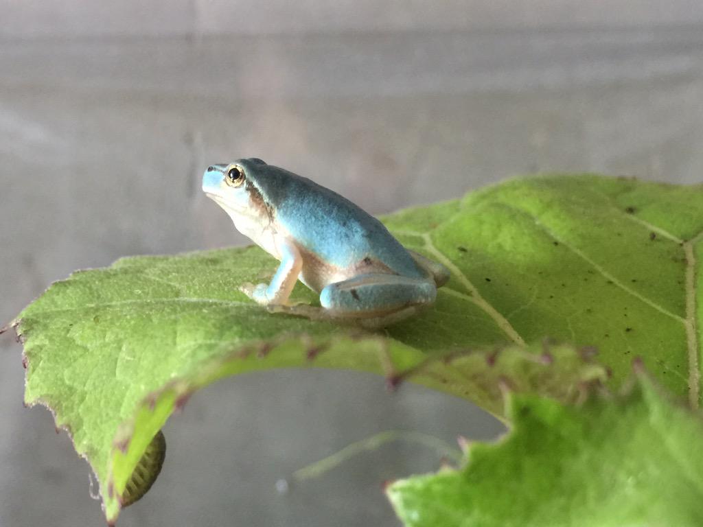 アクアマリンいなわしろカワセミ水族館 幸せの青いカエルおもしろ箱水族館で展示開始です みんなでほっこりしましょう Http T Co Ocppaut5sb