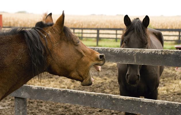 PegasusHealth's tweet photo. Vets warn: rise in equine breathing problems http://t.co/yKkCt7K1U8 http://t.co/sd1AOHXTKZ