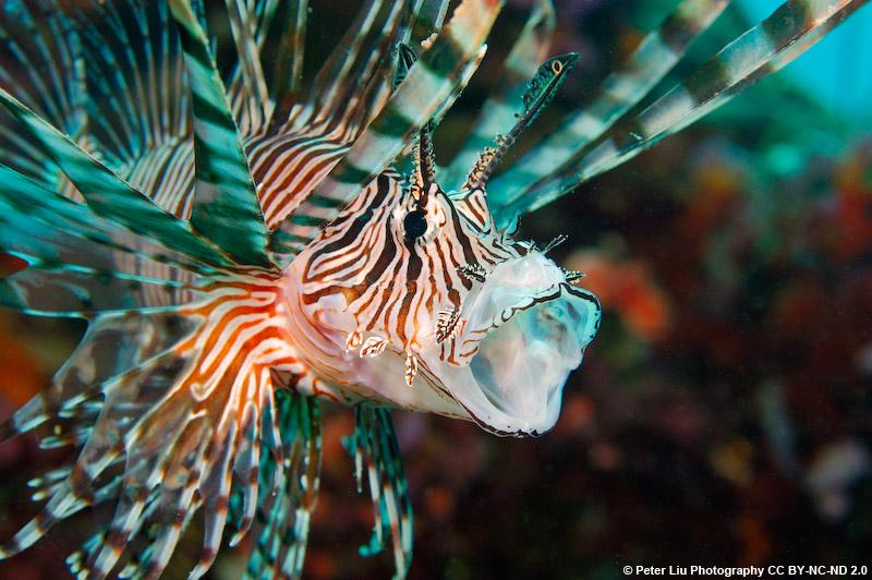 IUCNRedList's tweet photo. "If you can’t beat ’em, eat ’em" - read our latest @NatGeo blog on the #invasive #lionfish: http://t.co/f3pGmZGdnk http://t.co/yoHBmqGfY9